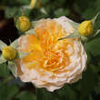 Rose 'Molineux': Bild 2/4