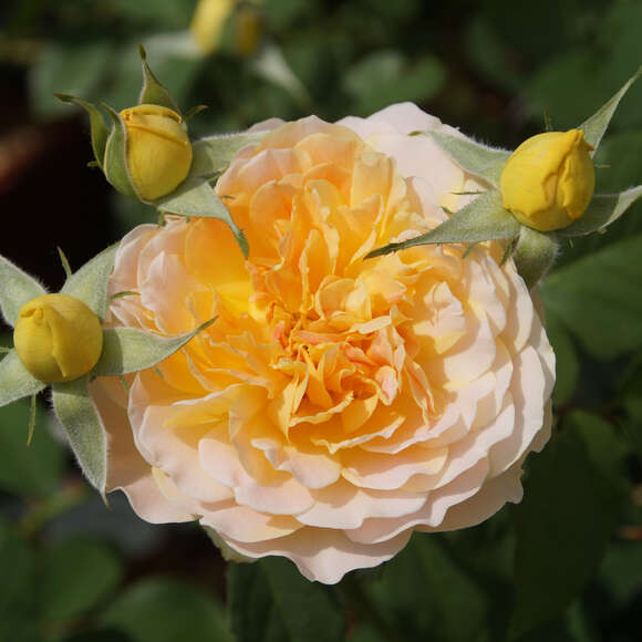 Rose 'Molineux': Bild 2/4