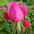 Rose 'Play Rose': Bild 3/8