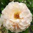 Rose 'Buff Beauty' (moschata): Bild 7/9