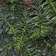 Cunninghamia lanceolata 'Bano': Bild 1/1