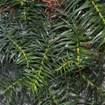 Cunninghamia lanceolata 'Bano'