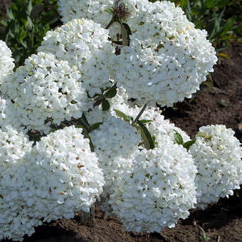 Viburnum 'Eskimo'