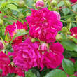Rose 'Super Excelsa': Bild 4/11