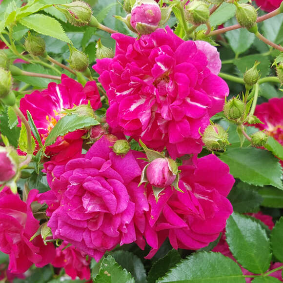 Rose 'Super Excelsa': Bild 4/11 Rose 'Super Excelsa': Bild 4/11