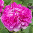 Rose 'Himmelsauge': Bild 4/5