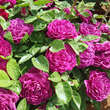 Rose 'Arthur de Sansal': Bild 6/9