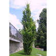 Fagus sylvatica 'Dawyck' ('Fastigiata'): Bild 1/3