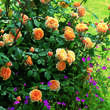 Rose 'Crown Princess Margareta': Bild 9/9