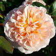 Rose 'Evelyn' (Apricot Parfait): Bild 7/7