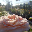 Rose 'Evelyn' (Apricot Parfait): Bild 2/7