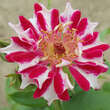 Rose 'Havlickova Narodni': Bild 4/7