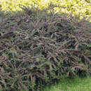 Cotoneaster horizontalis - Fächer-Zwergmispel