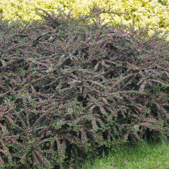 Cotoneaster horizontalis