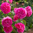 Rose 'England's Rose': Bild 3/4