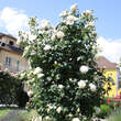 Rose 'Ilse Krohn Superior': Bild 3/3