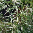 Acer palmatum 'Toyama-nishiki': Bild 1/4