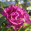 Rose 'Blue for You': Bild 5/8