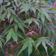 Acer palmatum 'Nicholsonii': Bild 1/3