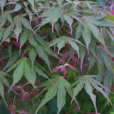 Acer palmatum 'Nicholsonii' - Fächerahorn