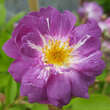 Rose 'Veilchenblau' (multiflora): Bild 7/13