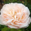 Rose 'The Lady Gardener': Bild 5/7