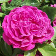 Rose 'Arthur de Sansal': Bild 7/9