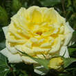 Rose 'House Beautiful': Bild 5/8