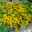Cytisus decumbens: Bild 1/2