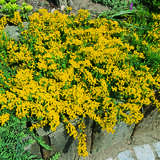 Cytisus decumbens - Kriechginster