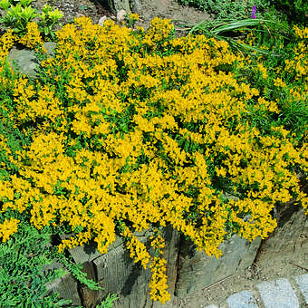 Cytisus decumbens