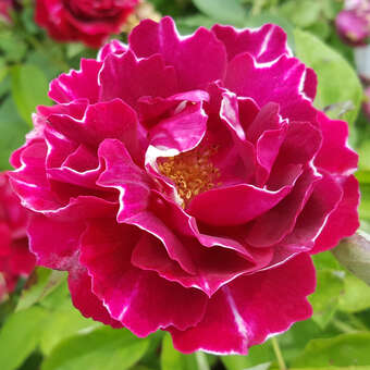 Rose 'Baron Girod de l'Ain (perp.): Bild 3/6