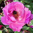 Rose 'Play Rose': Bild 5/8
