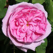 Rose 'Comte de Chambord' (Portland): Bild 3/5