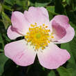 Rosa caesia: Bild 2/3