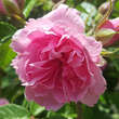 Rose 'Pink Grootendorst': Bild 4/10