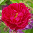 Rose 'Crimson Rambler': Bild 3/4