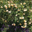 Rose 'Buff Beauty' (moschata): Bild 9/9