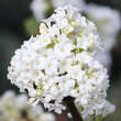 Viburnum farreri 'Candidissimum': Bild 1/3