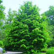 Parrotia persica: Bild 1/9