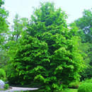 Parrotia persica - Eisenholzbaum