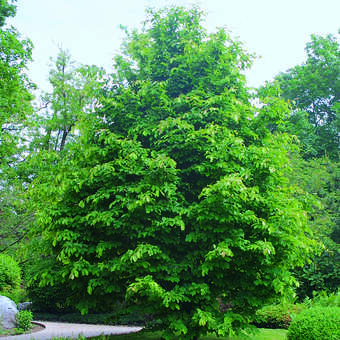 Parrotia persica