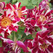 Rose 'Havlickova Narodni': Bild 3/7