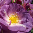 Rose 'Blue for You': Bild 7/8