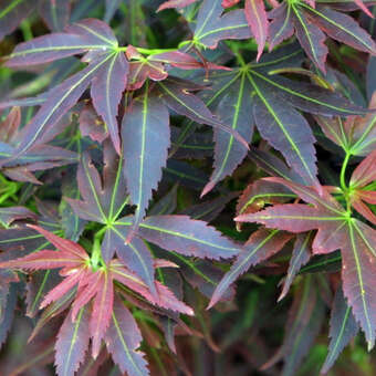 Acer palmatum 'Aratama'