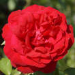 Rose 'Admiral': Bild 5/6