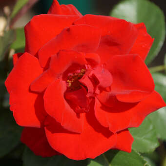 Rose 'Santana': Bild 2/7