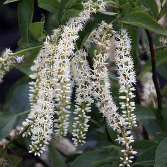 Itea virginica 'Henry's Garnet'