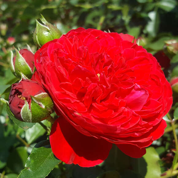 Rose 'Florentina': Bild 4/5 Rose 'Florentina': Bild 4/5