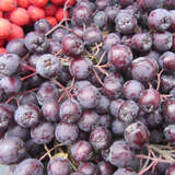 Sorbus 'Likjornaja' - Sibirische Vogelbeere, Frucht-Eberesche